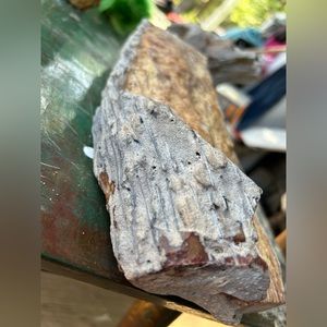 Petrified palm wood log